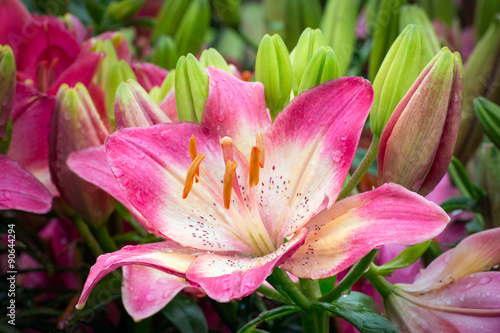 Tiny Dancer Asiatic Lily