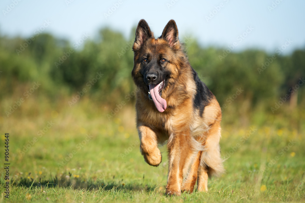 adorable german shepherd dog running on grass adorable german shepherd dog running on grass