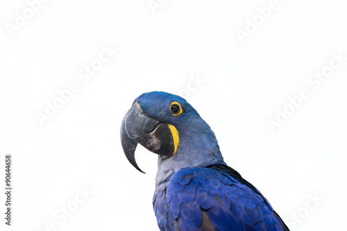 hyacinth macaw parrot on white background © joeylonely