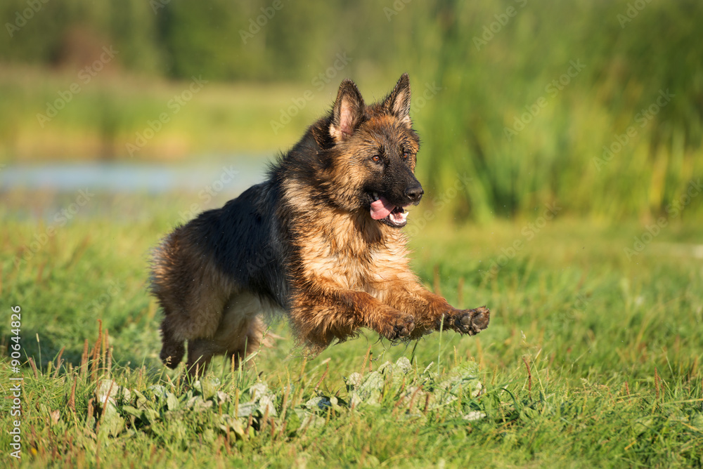 german shepherd dog jumping on grass