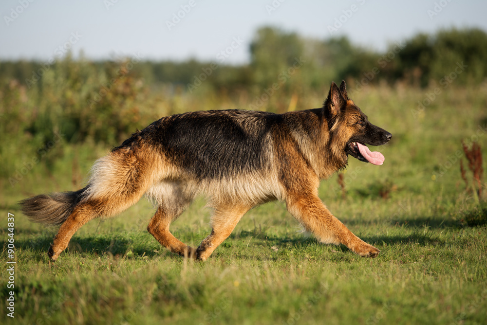 german shepherd dog walking on grass german shepherd dog walking on grass