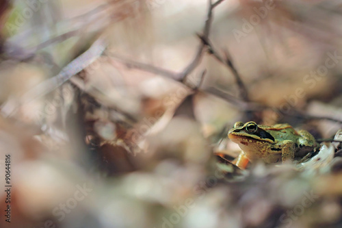 wood frog (Rana sylvatica)  © butterfly-photos.org
