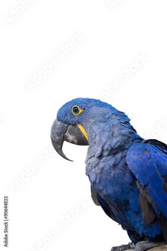 hyacinth macaw parrot on white background