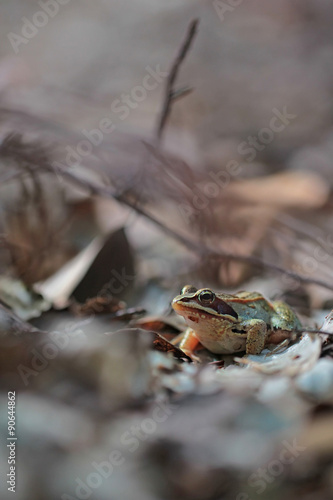 wood frog (Rana sylvatica) 
