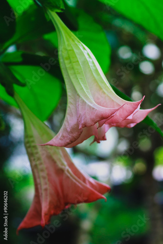 Blooming pink Datura also known as Brugmansia or Angel trumpet