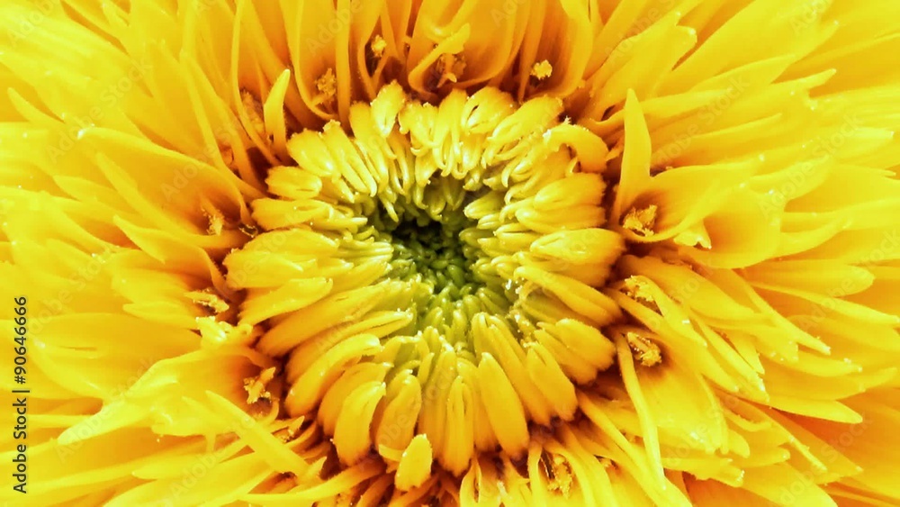 detailed view of the center yellow sunflower Helianthus annuus Teddy Bear detailed view of the center yellow sunflower Helianthus annuus Teddy Bear
