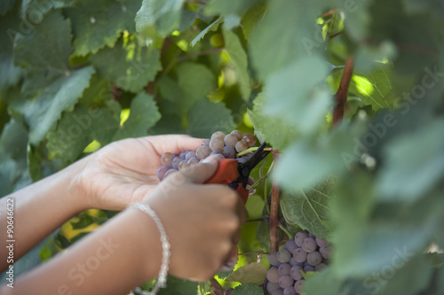 Human hands harvesting red grapes in vineyard.
