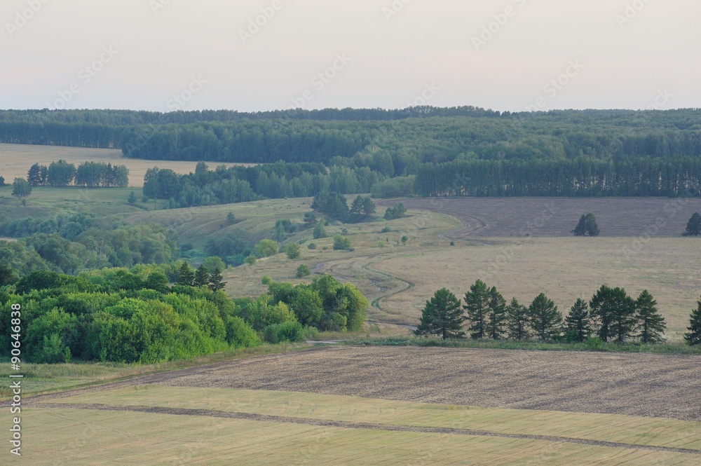 Wide fields and green trees in summer after sunset