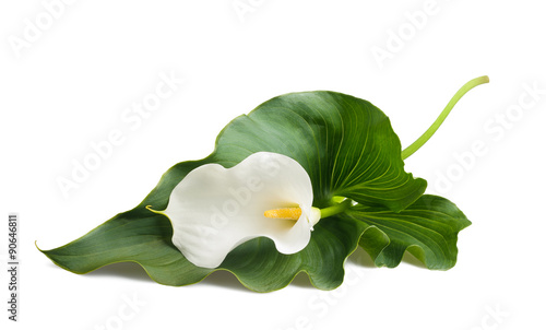 Fotografie, Tablou calla lily