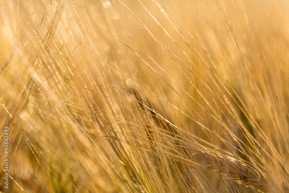 Wheat field Wheat field