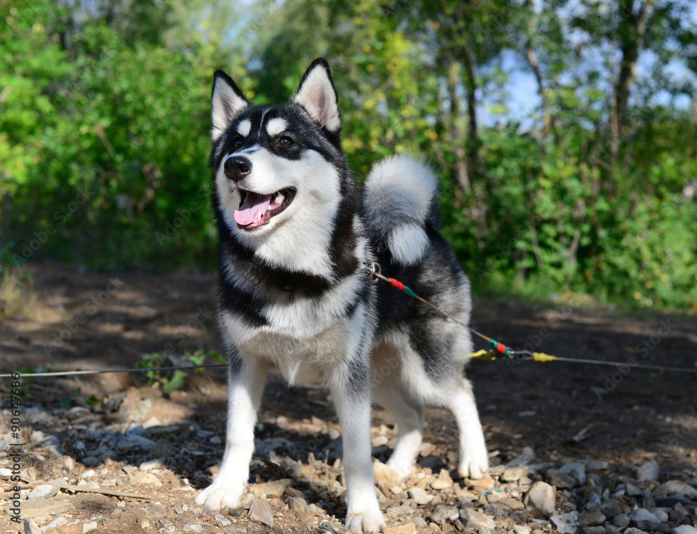 Siberian husky on a leash Siberian husky on a leash