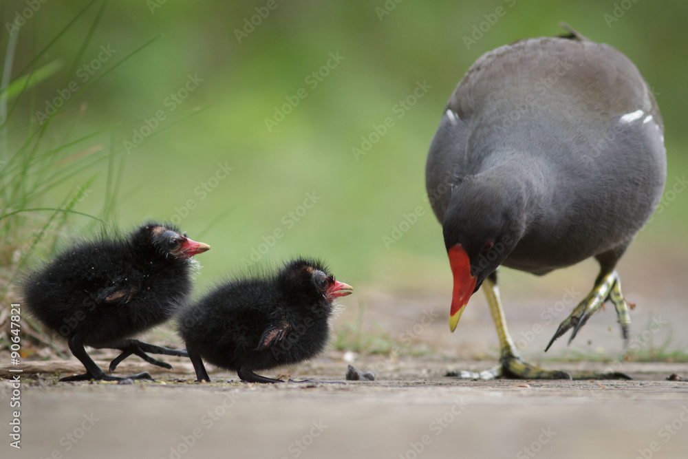 Moorhens