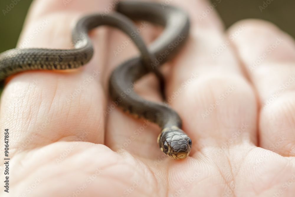 Grass Snake Grass Snake