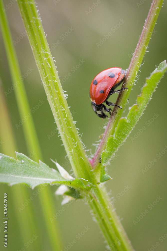 Fototapeta premium 7-spot Ladybird or ladybug (coccinella septempunctata)