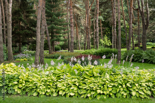 Fototapeta Naklejka Na Ścianę i Meble -  Lush Blooming Hostas in Park-like Back Yard