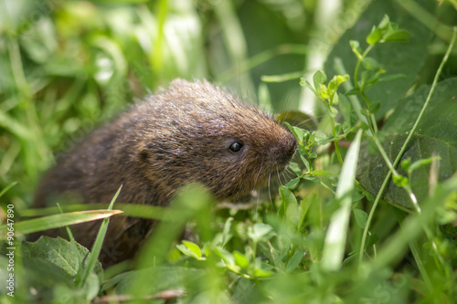Young Water Vole