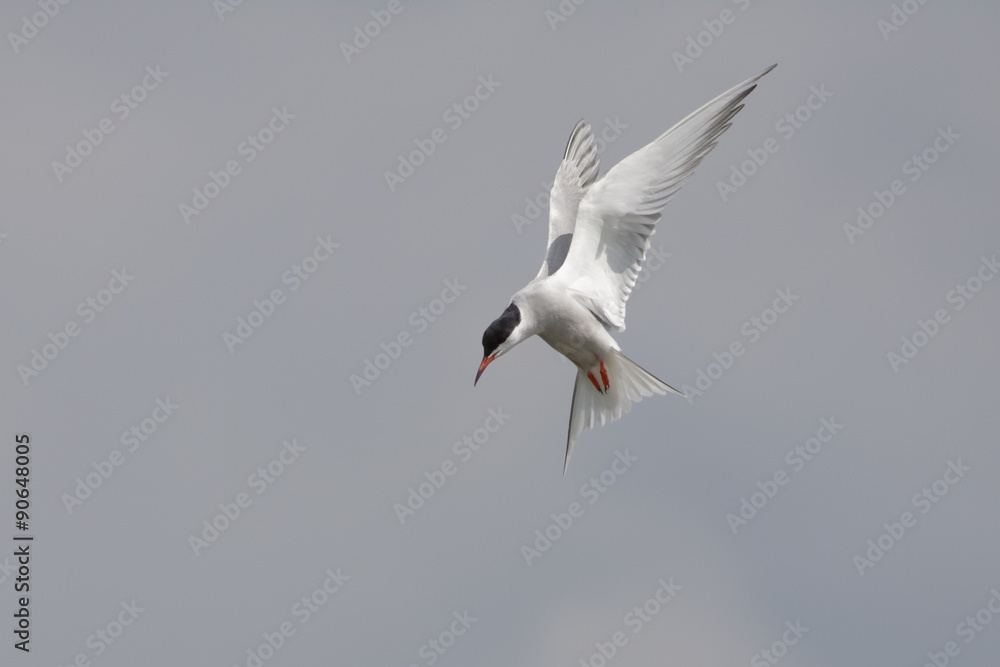 Common Tern (sterna hirundo) hanging in the air