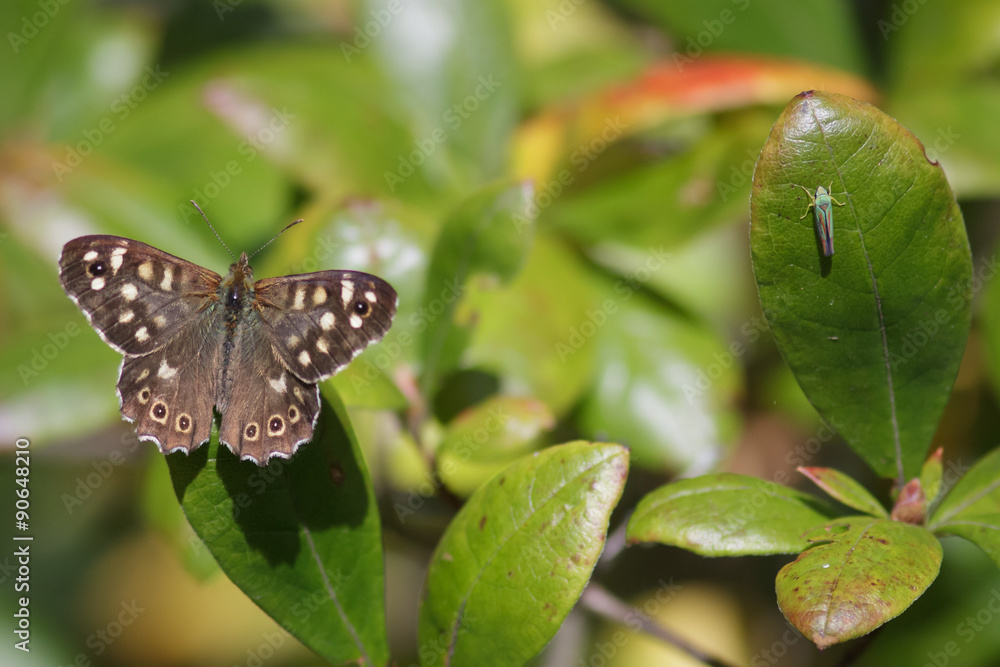 Speckled Wood Butterfly (pararge aegeria) Speckled Wood Butterfly (pararge aegeria)