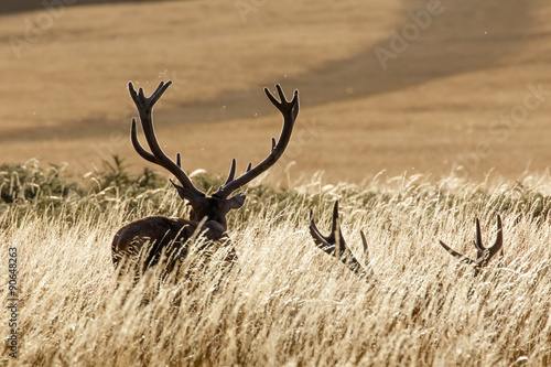 Red Deer Stags