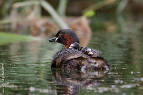 Schilderij op canvas Little Grebe Family