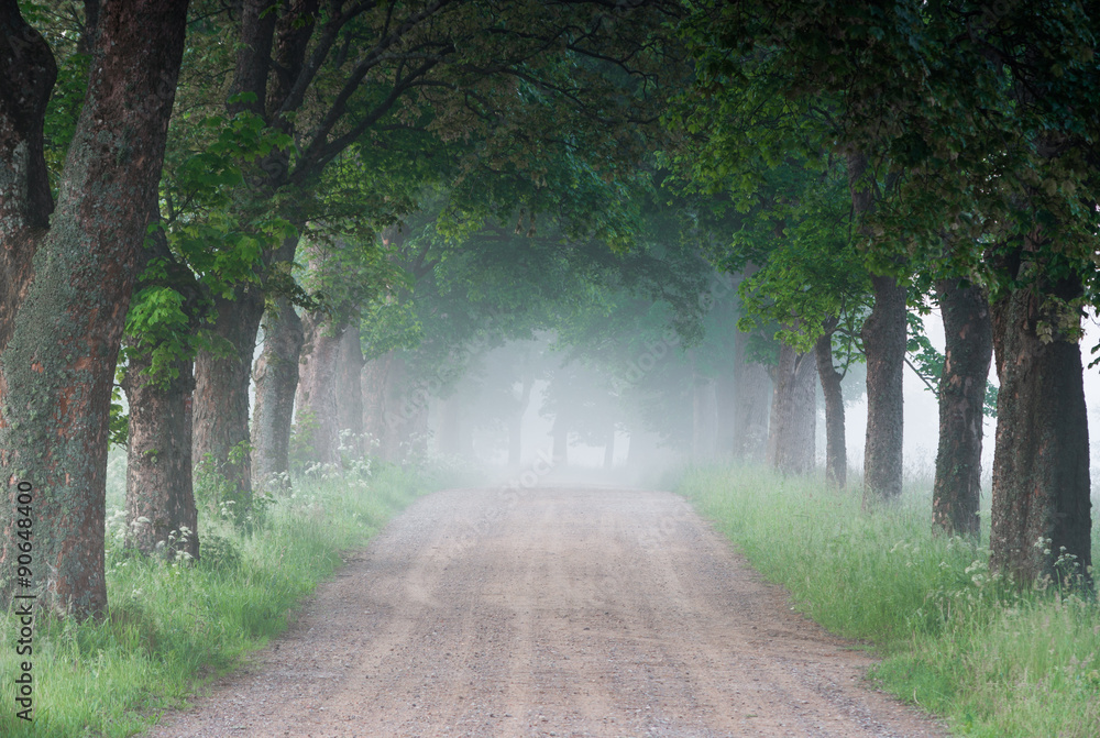 Obraz premium Country road running through tree alley in the morning fog, Pomerania, Poland