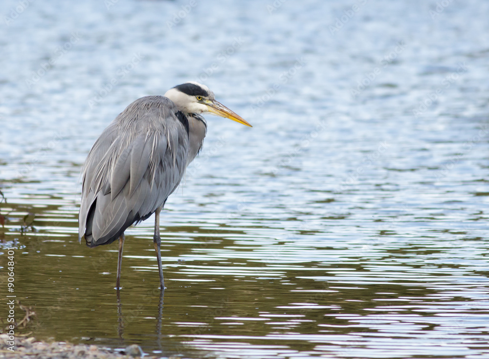 Grey Heron Grey Heron