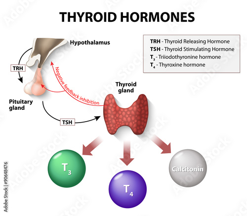 thyroid hormones photo