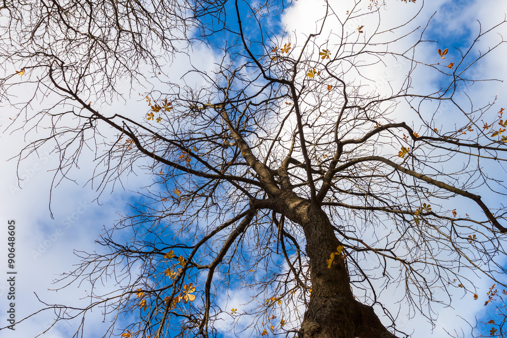 Obraz premium tree with yellow autumn leave