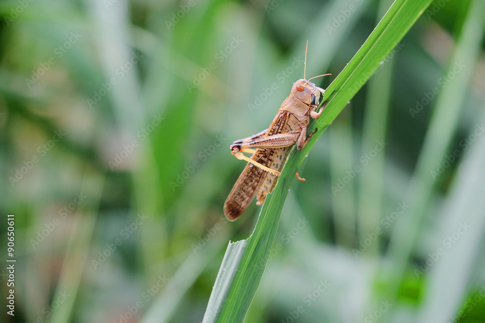 grasshopper sits the green grass grasshopper sits the green grass
