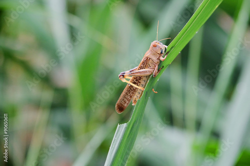 grasshopper sits the green grass