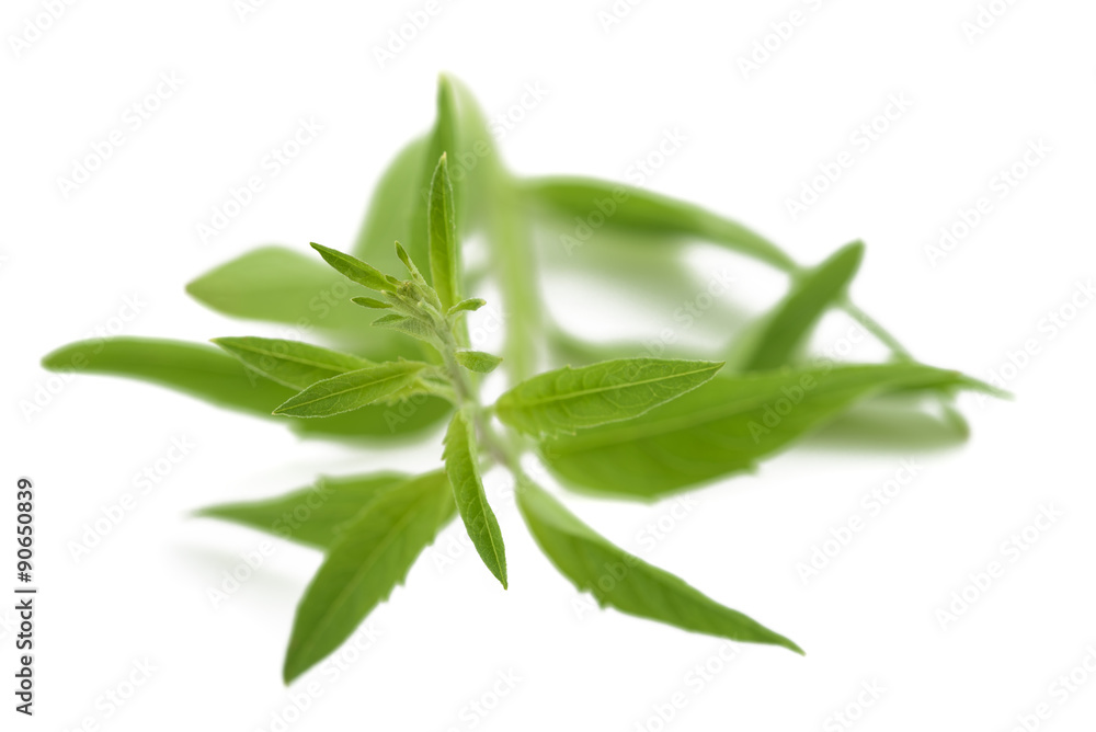 Fototapeta premium Lemon verbena