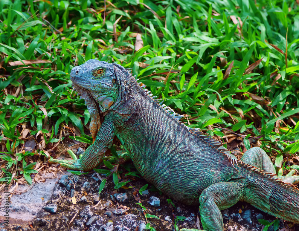 iguana looking at the camera in grass iguana looking at the camera in grass