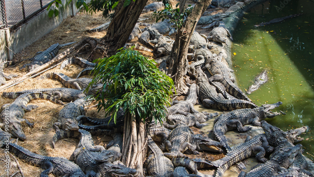 accumulation of crocodiles on crocodile farm accumulation of crocodiles on crocodile farm