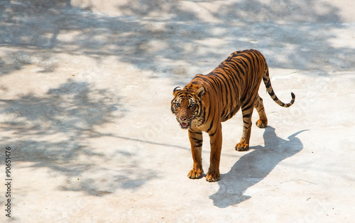 tigers at the zoo photo