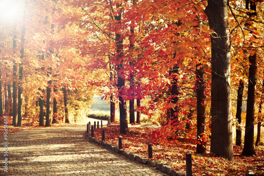 Naklejka premium Beautiful autumn trees with sunlight in park