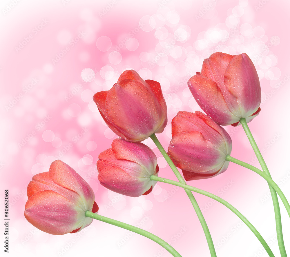 Fototapeta premium tulip flowers