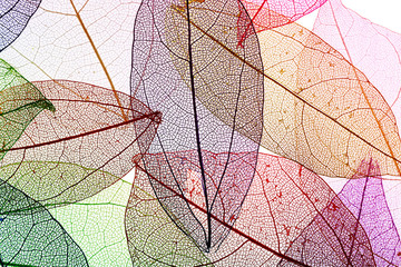 Fototapete Dekoratives Venenblatt Bunte Skelettblätter dekoratives Farbmuster  © Africa Studio