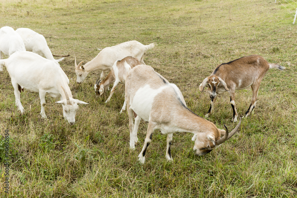 goats on pasture speckled