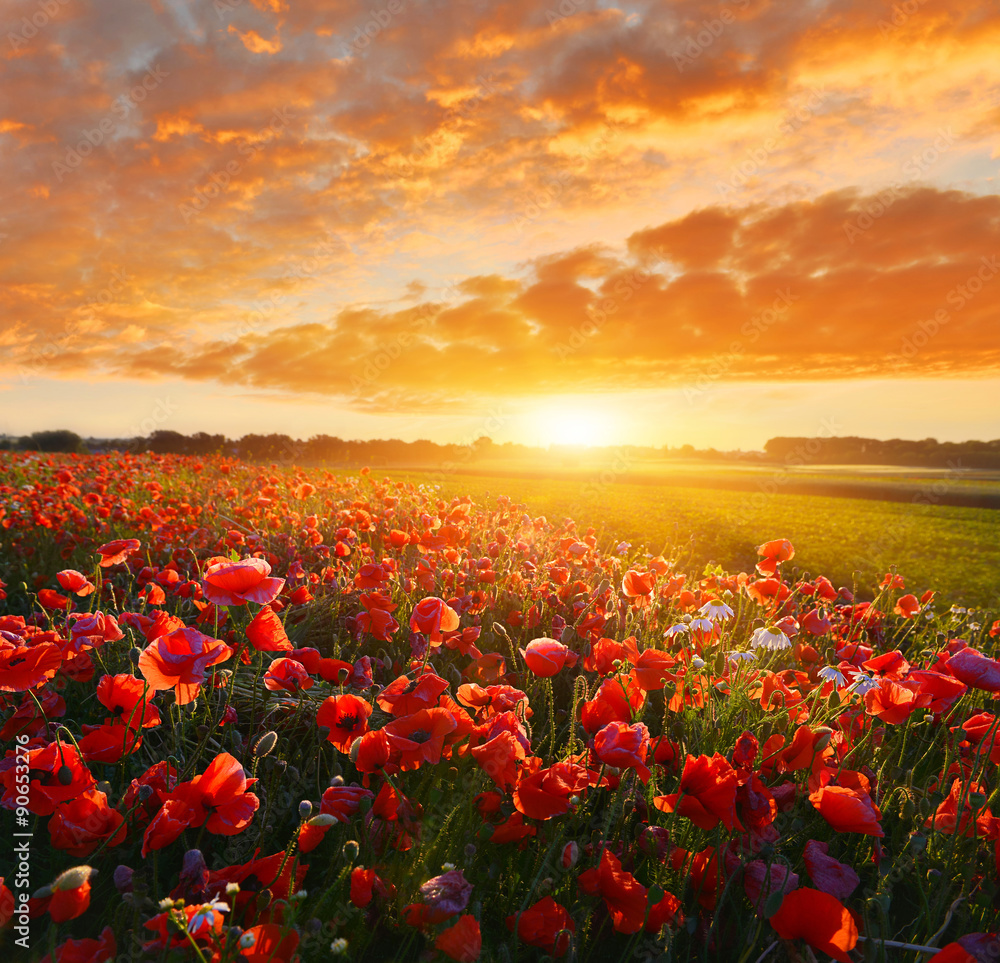 Sunrise poppy field