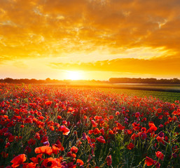 Crédence de cuisine Coquelicots Poppy field  © denis_333
