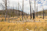 Scerene landscape of previously burnt forest.