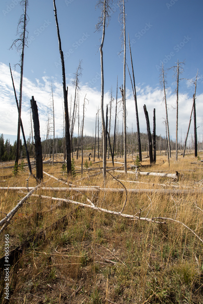 Obraz premium Scerene landscape of previously burnt forest.