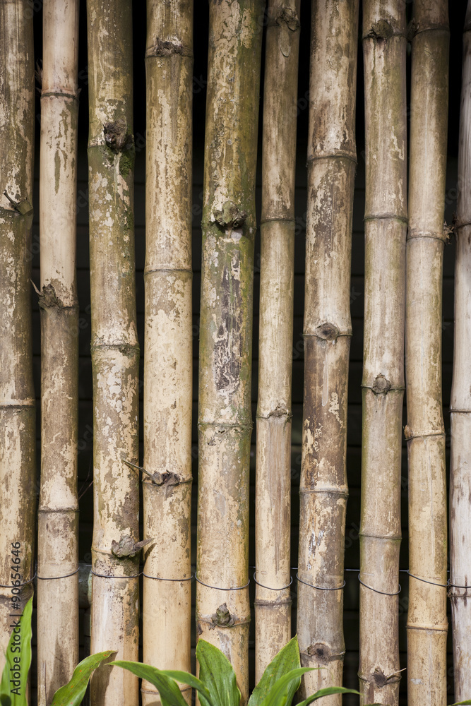 bamboo screen background
