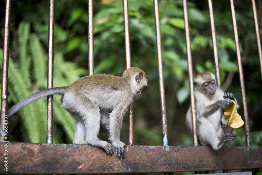 Obraz premium Monkey Climbing on Fence