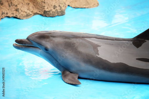 Cute dolphin in the dolphinarium