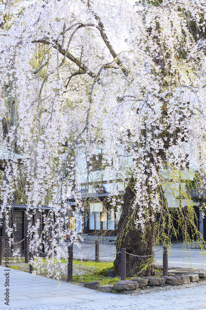 Weeping Cherries of Kakunodate’s Samurai District, Akita, Japan