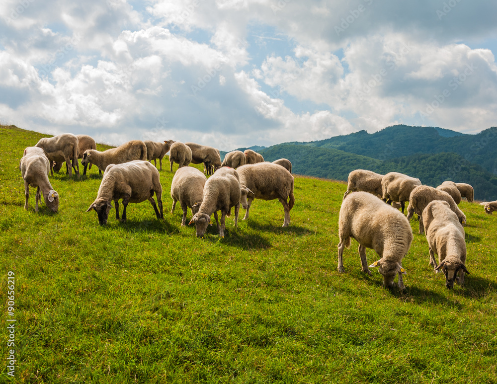 Grazing sheep near Sulovské sklaly - Súľov, Slovakia Grazing sheep near Sulovské sklaly - Súľov, Slovakia