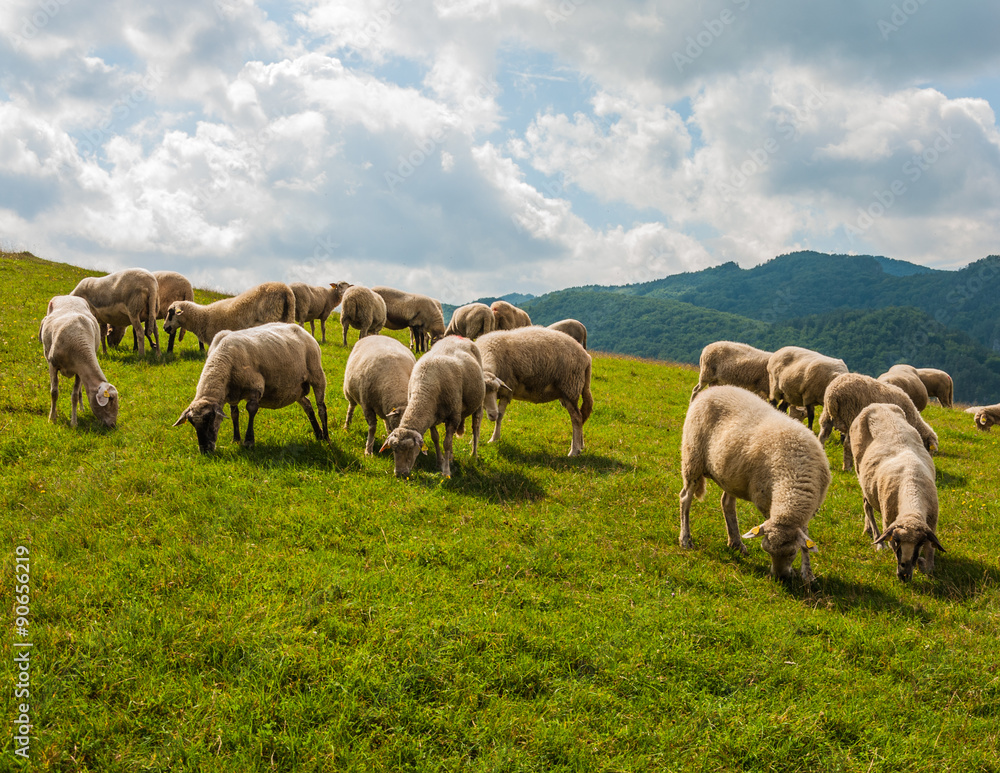 Grazing sheep near Sulovské sklaly - Súľov, Slovakia