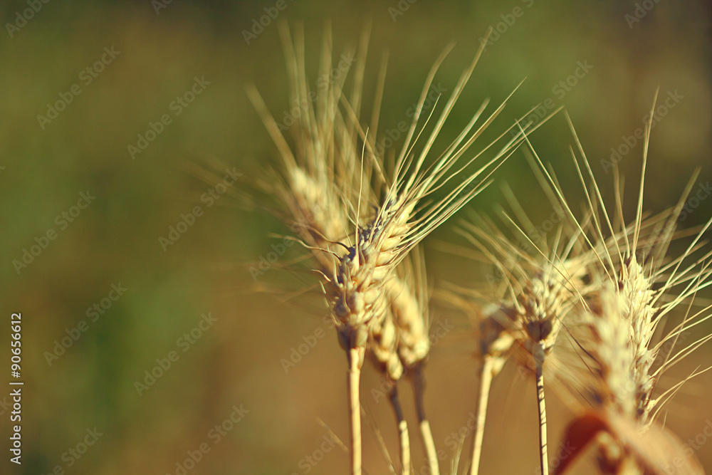 Yellow-Gren summer background with ears of wheat Yellow-Gren summer background with ears of wheat