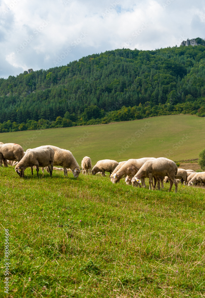 Grazing sheep near Sulovské sklaly - Súľov, Slovakia